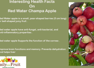 Facts On Red Water Lilly interesting Facts On Red Water Lilly