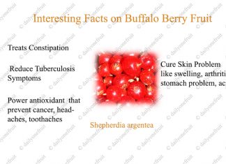 Interesting Health Benefits of BuffaloBerry Interesting Health Benefits of BuffaloBerry