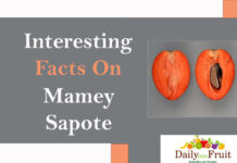 Interesting Facts On Mamey Sapote interesting-facts-on-mamey-sapote