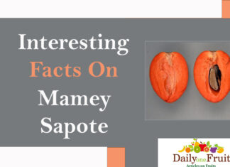 Interesting Facts On Mamey Sapote interesting-facts-on-mamey-sapote