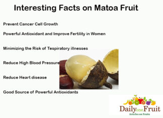 Interesting Facts On Matoa Fruit interesting-facts-on-matoa-fruit