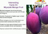Health Facts On Miyazaki Mango interesting-facts-on-miyazaki-mango