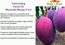 Health Facts On Miyazaki Mango interesting-facts-on-miyazaki-mango