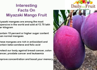 Health Facts On Miyazaki Mango interesting-facts-on-miyazaki-mango